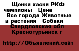 Щенки хаски РКФ чемпионы › Цена ­ 90 000 - Все города Животные и растения » Собаки   . Свердловская обл.,Краснотурьинск г.